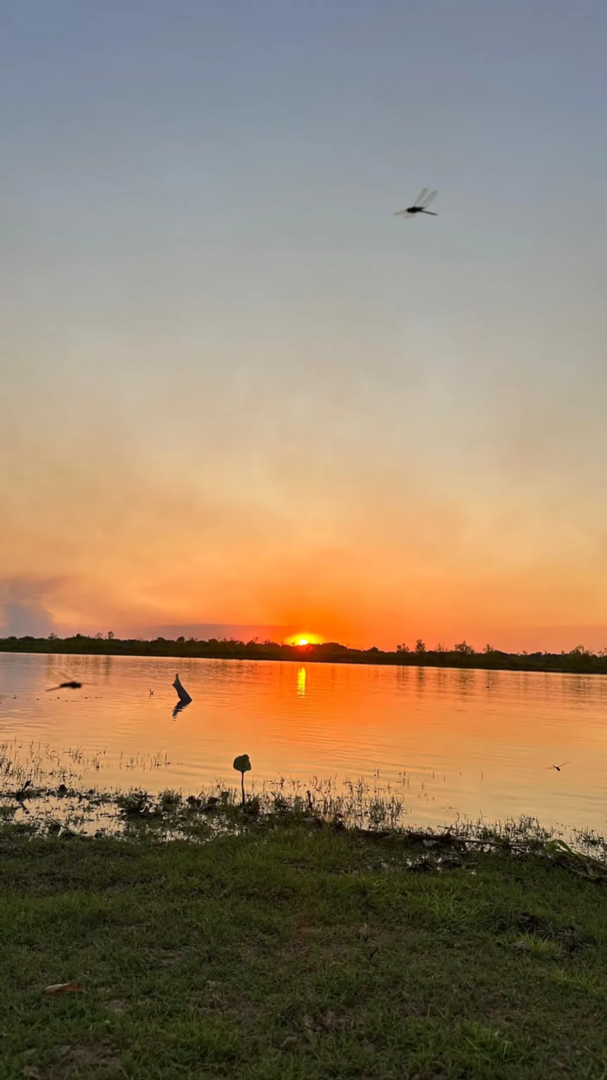 Sunset over the lake with a dragonfly in flight