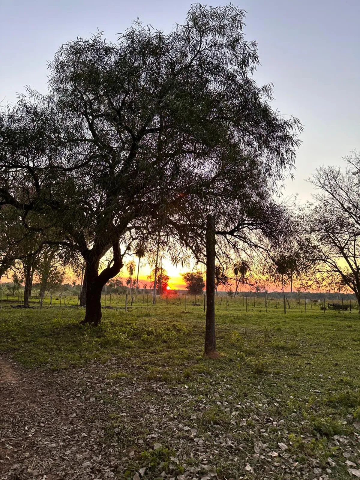 Sunset through the countryside trees